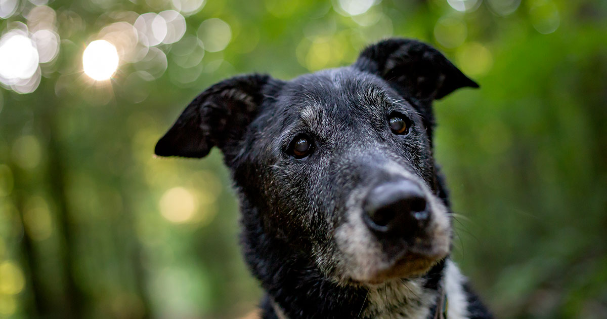 Cane anziano, comportamenti e problematiche