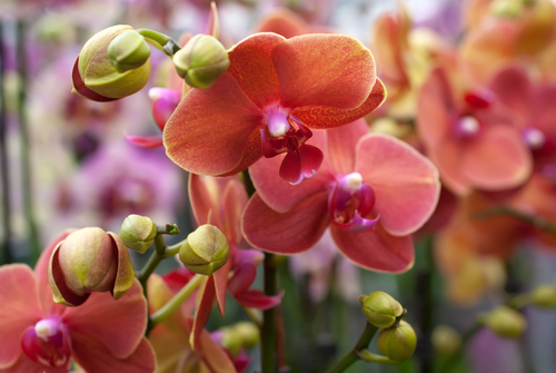 L'orchidea e la sua bellezza: cosa sapere sul fiore dai mille colori