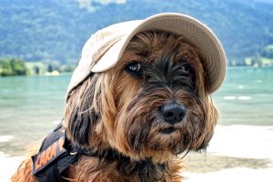 Vacanze con il cane nelle isole italiane dove andare